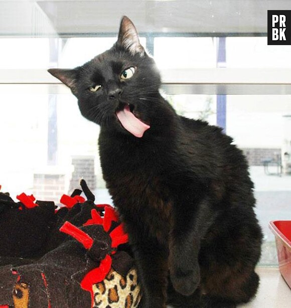 chat noir tirant la langue
