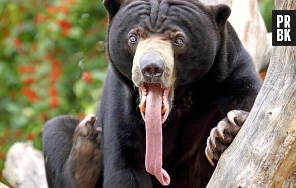 Ours tirant la langue