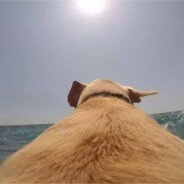 [VIDEO] La course folle de Walter, un chien fan de la mer