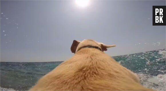 Walter, un labrador italien fan des baignades en mer, filmé en Go Pro