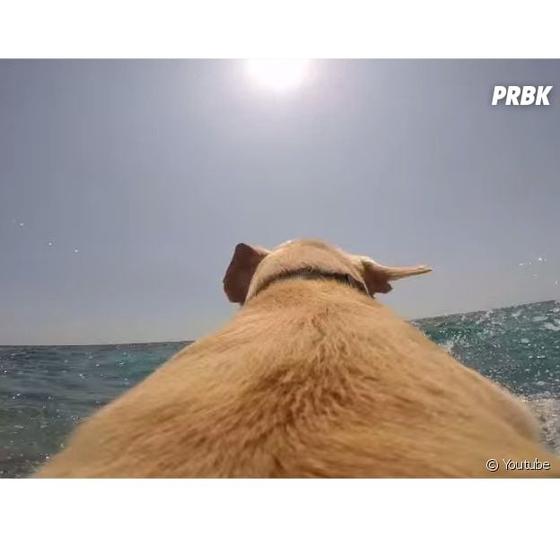 Walter, un labrador italien fan des baignades en mer, filmé en Go Pro