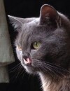 Lazarus : le chat vampire, star de Facebook, Twitter et Vine