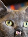 Lazarus : le chat vampire, star de Facebook, Twitter et Vine