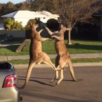 Combat de rue en Australie : les kangourous s'y mettent !