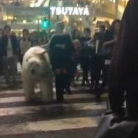 Choc : un ours polaire tenu en laisse en plein coeur de Tokyo