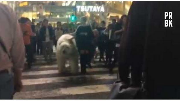Un ours polaire tenu en laisse en plein coeur de Tokyo.