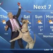 On a trouvé la météo la plus ratée du monde, merci le chien !
