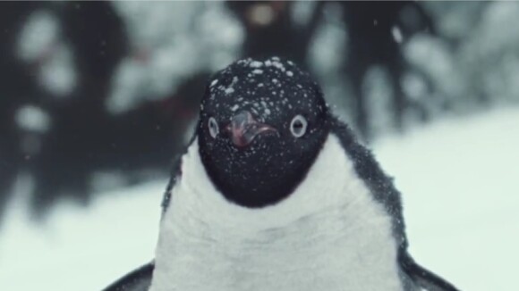 Un enfant et son pingouin inséparables : la pub la plus mignonne de Noël