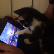 Ce chaton geek se donne à fond sur Super Smash Bros Wii U !