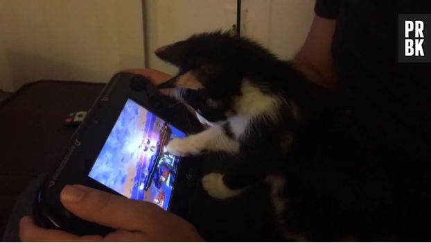 Un chaton joue à Super Smash Bros Wii U... ou en tout cas, il essaie !