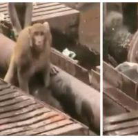 Incroyable : un singe sauve la vie d&#039;un autre en Inde !