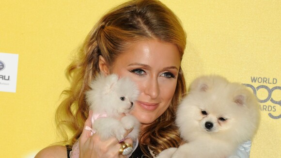 Vous préférez les chats aux chiens ? Bravo, vous êtes plus intelligent !