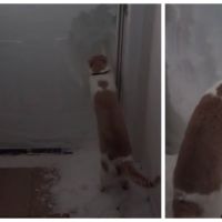 Trop mignon : piégé par la neige, un chat essaie de creuser un tunnel pour s&#039;enfuir