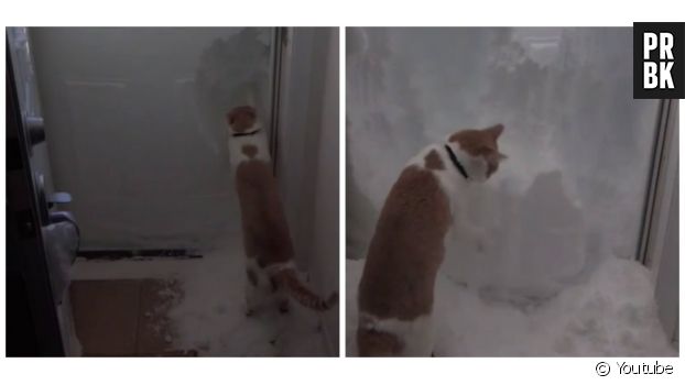 Un chat tente de creuser un mur de neige devant lui.