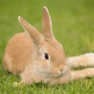 Scandale : un animateur radio tue un lapin en direct pour... parler de la cruauté animale