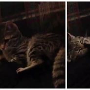 Trop mignon : un chat un peu bête se bat... contre sa propre patte !