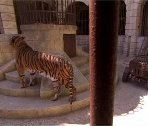 Tony Parker VS un tigre dans Fort Boyard, le 25 juillet 2015 sur France 2