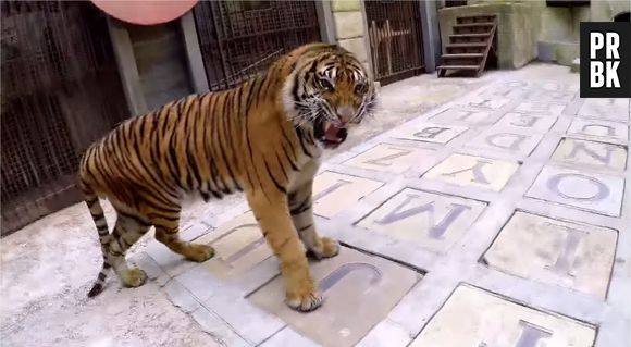 Tony Parker VS un tigre dans Fort Boyard, le 25 juillet 2015 sur France 2