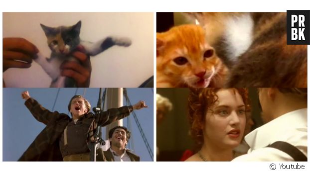 Ticatnic, le remake de Titanic avec des chats