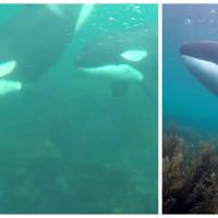 Des plongeurs filment leur rencontre exceptionnelle avec une meute d'orques. La chance !