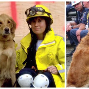 11 septembre : le dernier chien sauveteur du World Trade Center honoré aux Etats-Unis