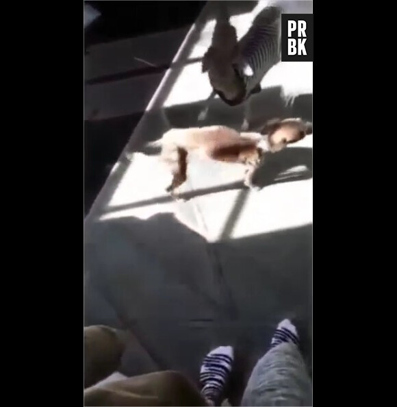 Kylie Jenner poursuivie pour négligence car ses chiens sont trop maigres ?