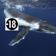 Regardez des vidéos sur PornHub... pour sauver des baleines !