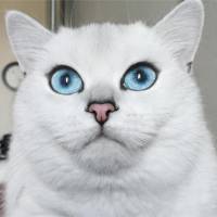 Coby, le chat aux plus beaux yeux du monde, va vous faire craquer