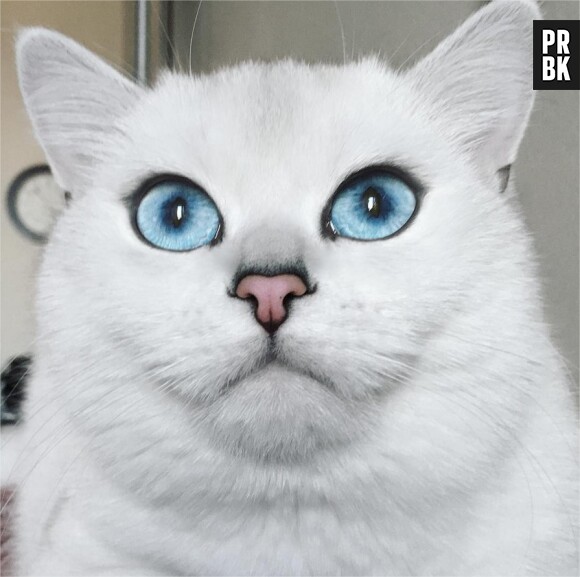 Coby, le chat aux plus beaux yeux du monde et star d'Instagram