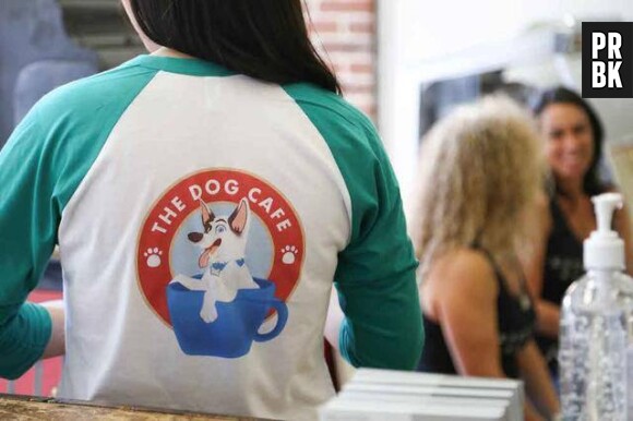 Le premier bar à chiens américain vient d'ouvrir à Los Angeles