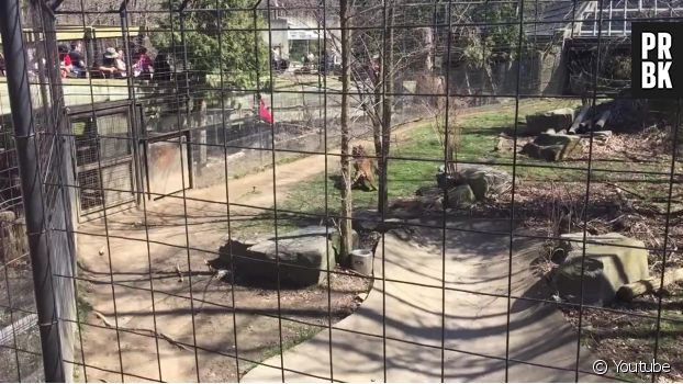 Zoo de Toronto : une mère va dans la fosses aux tigres devant son fils pour récupérer un chapeau