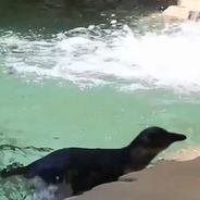 Deux bébés pingouins nagent pour la toute première fois : la vidéo craquante