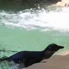 Deux bébés pingouins nagent pour la toute première fois : la vidéo craquante