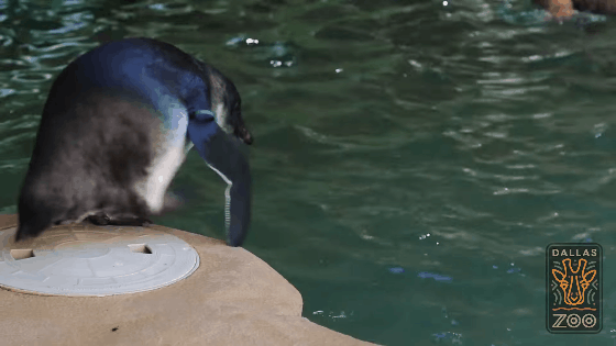 Le premier suat d'un bébé pingouin dans l'eau