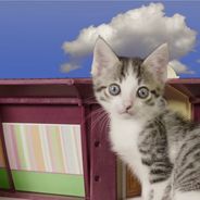 Kriss : ses chatons passent le bac (ou presque) et c&#039;est délirant
