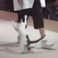 Quand un chat s'incruste à un défilé de mode, ça donne une vidéo hilarante !