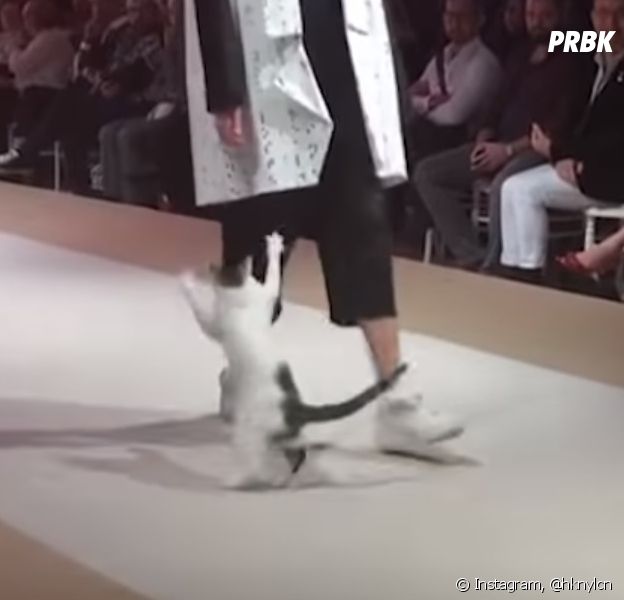 Quand Un Chat S Incruste A Un Defile De Mode Chasse Les Mannequins Et Defile Purebreak