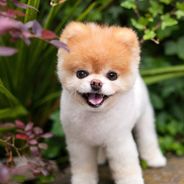 Boo : le chien le plus mignon (et connu) d&#039;Internet est mort