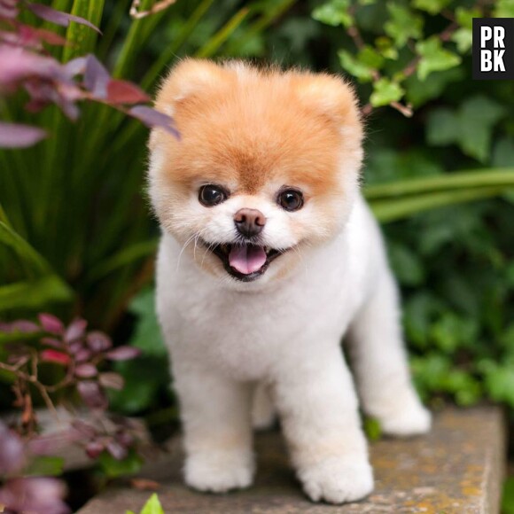 Boo : le chien le plus mignon (et connu) d'Internet est mort