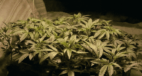 Drogue : l'Etat des Pays-Bas va maintenant produire son propre cannabis