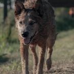 Cette nouvelle adaptation du roman le plus terrifiant du maître de l'horreur fait déjà peur (et pas forcément pour les bonnes raisons)