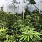 Dépénalisation du cannabis ... Les Français majoritairement contre (SONDAGE)