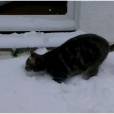 Fletcher, le chat accro à la neige ira peut-être dans un bar à chats