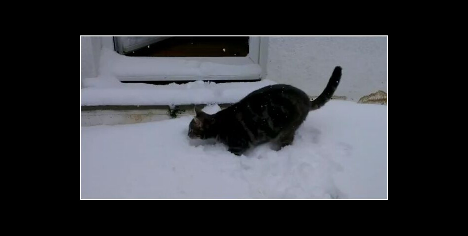Fletcher, le chat accro à la neige ira peut-être dans un bar à chats