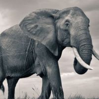 Massacre à la tronçonneuse : un voleur coupe une défense d&#039;éléphant dans un musée parisien