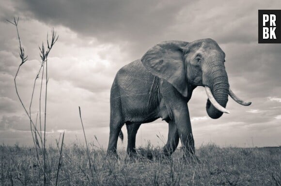 Un cambrioleur a découpé une défense d'un des grands éléphants exposés au Muséum d'Histoire Naturelle à la tronçonneuse