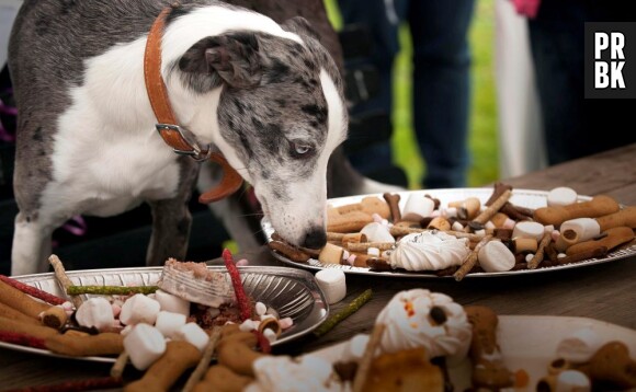 Soldes d'été 2013 : le BHV ouvre une garderie de luxe pour chiens