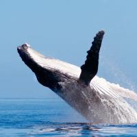 Australie : un surfeur assommé par... une baleine