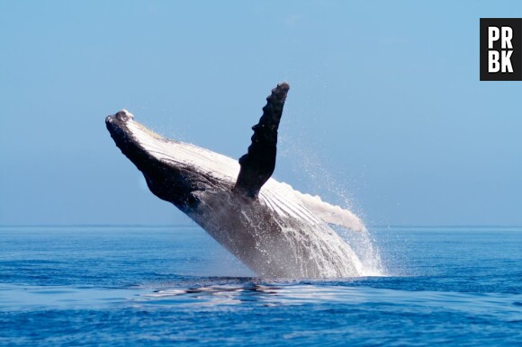 Une baleine a assommé un surfeur australien, dimanche 7 juin 2013 à Sydney