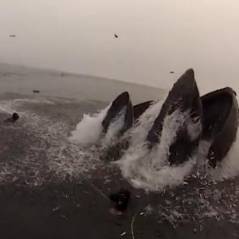 Les Dents de la mer en Californie : deux baleines manquent d'avaler des plongeurs
